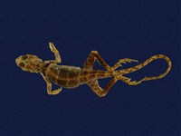 藏品(環頸蜥)的圖片